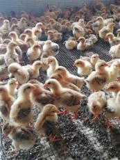 山东正规的胡须鸡养殖生产厂商定制