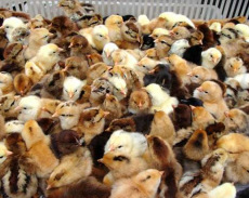 河南价格低的家禽养殖有哪些