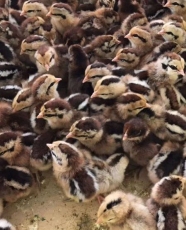 四川放心的鸡养殖出售