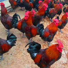 海南正规的芦花鸡养殖生产厂商联系方式