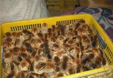 河北正规的七彩山鸡养殖生产厂商销售