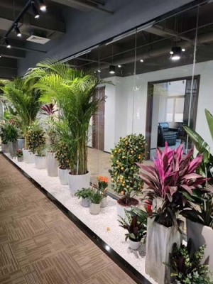 望亭绿植助理哪里好