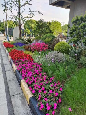 沧浪室内植物租赁哪里好