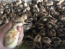 河南技术好的芦花鸡养殖生产厂商联系方式