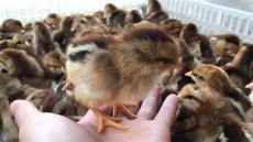 安徽价格低的寿光鸡养殖生产厂商定制