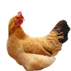 湖南放心的鸡养殖收费标准