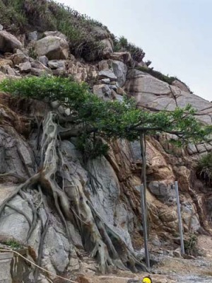 南山水泥假树设计公司