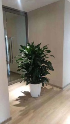 吴江绿植助理电话