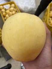 新疆5公分维纳斯黄金苹果苗出售