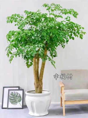 虎丘绿植助理怎么收费