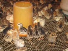 江苏价格低的珍珠鸡养殖厂家定制