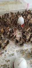 贵州放心的家禽养殖生产厂商
