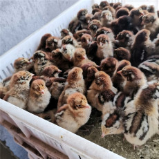 海南价格低的珍珠鸡养殖出售