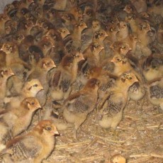 安徽正规的鸡养殖供应商