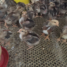 四川价格低的芦花鸡养殖有哪些
