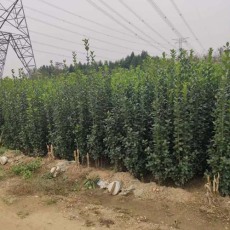 辽宁50厘米北海道黄杨种植基地
