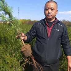 郑州2米高侧柏苗木优质供应