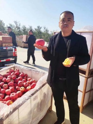 山东4公分水蜜桃苹果苗批发基地