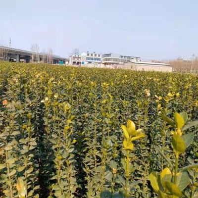 青岛50厘米北海道黄杨种植基地