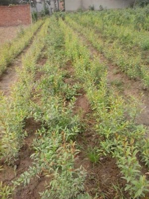 宿迁红花玉石籽大石榴树种植技术