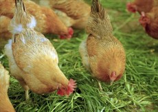河北价格低的家禽养殖生产厂商定制