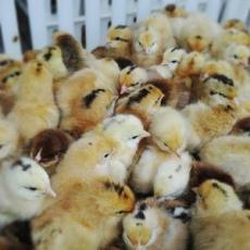 贵州靠谱的寿光鸡养殖厂家定制