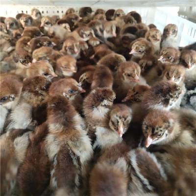 广西正规的红腹锦鸡养殖生产厂商定制