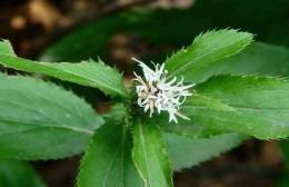 湖北百草堂苍术种植亩产量高助轻松发家致富