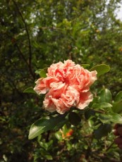 永州白花玉石籽石榴图片