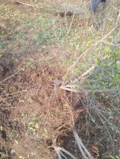 安庆红玛瑙石榴树苗生产基地
