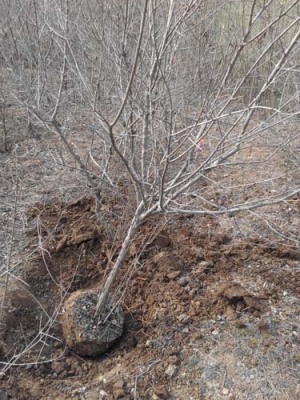 长沙红花玉石籽大石榴树生产基地