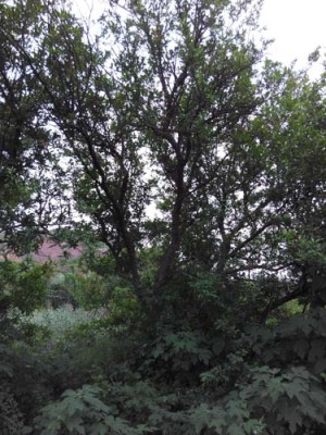 鹤壁白花玉石籽大石榴树生产基地