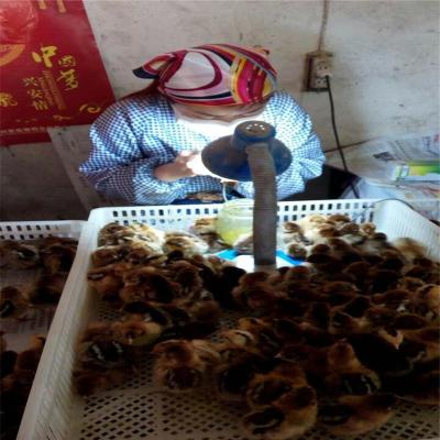 浙江正规的珍珠鸡养殖厂家定制