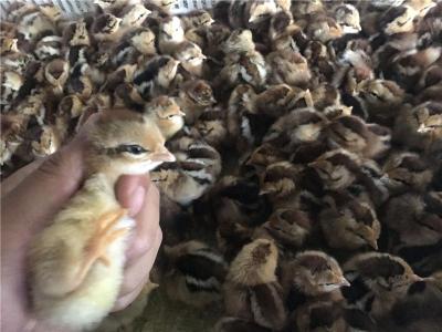 湖北价格低的土鸡养殖多少钱