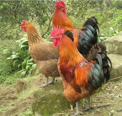 贵州正规的红腹锦鸡养殖价格多少