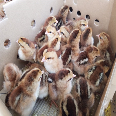 贵州价格低的家禽养殖批发
