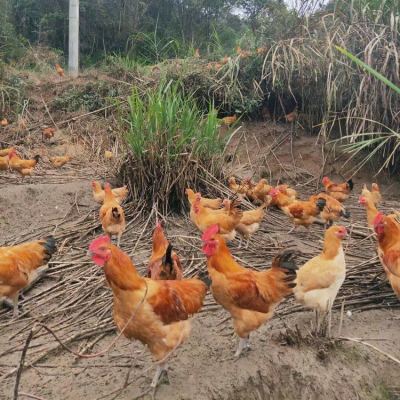 海南放心的仙居鸡养殖生产厂商