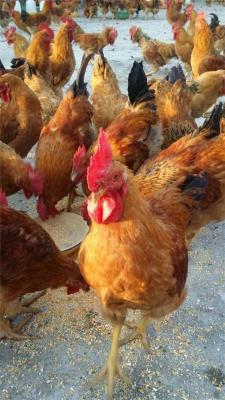 河北正规的鸡养殖生产厂商联系方式