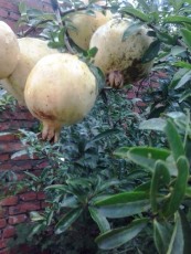 青岛白花玉石籽石榴品种排名