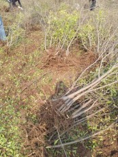 株洲红花玉石籽大石榴树种植技术