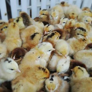 福建放心的清远麻鸡养殖生产厂商销售
