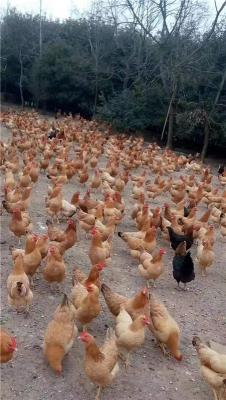 重庆放心的红腹锦鸡养殖生产厂商联系方式