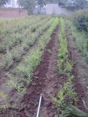 扬州红花玉石籽古石榴树种植技术