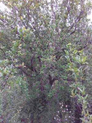 娄底红花玉石籽大石榴树种植技术