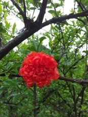 周口白花玉石籽石榴树品种