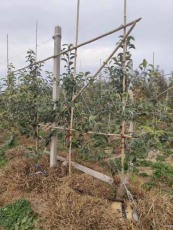 西藏1公分水蜜桃苹果苗产地