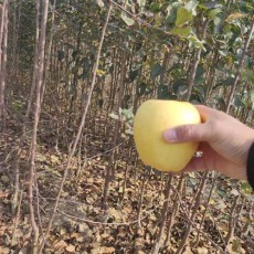 西藏0.8公分水蜜桃苹果苗批发价格