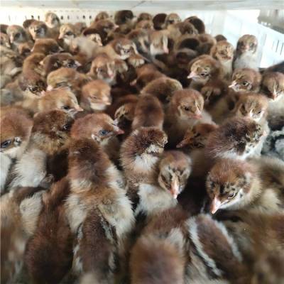 浙江技术好的肉鸡养殖厂家报价