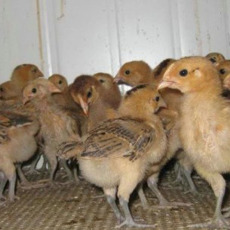 云南好口碑的珍珠鸡养殖收费标准