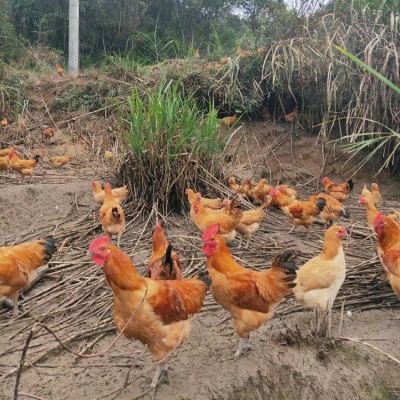 山东技术好的芦花鸡养殖新报价